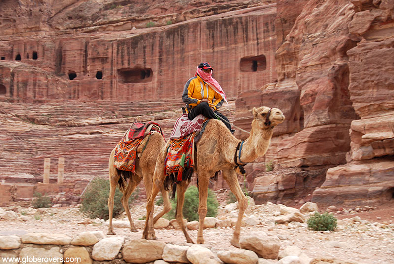 Camel at "The Theatre", Petra, Jordan