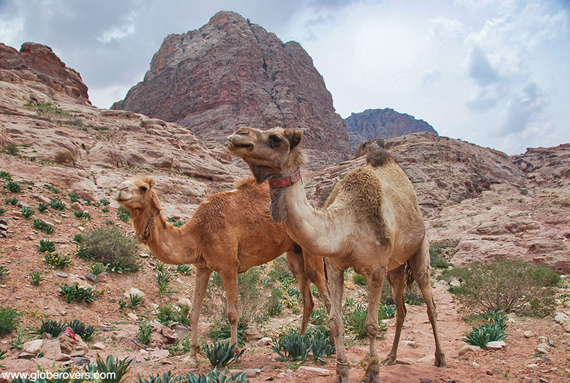 Camels around Wadi Farusa near Petra, Jordan