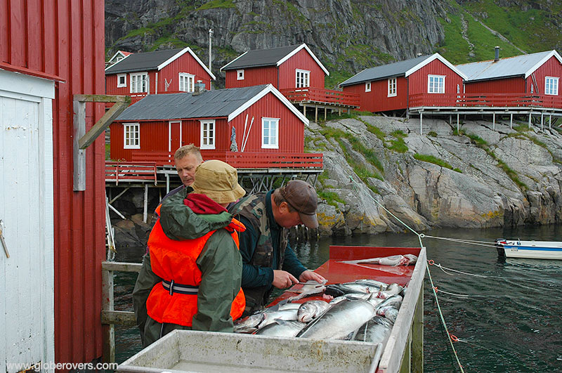 Fishermen cleaning their daily catch on Lofoten Islands, Norway