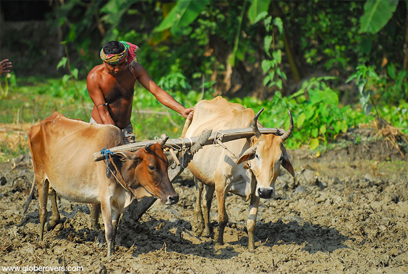 Isolated communities in the Ganges Brahmaputra Delta, Bangladesh
