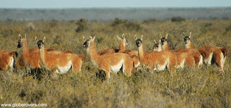 Guanacos, Peninsula Valdez, Argentina