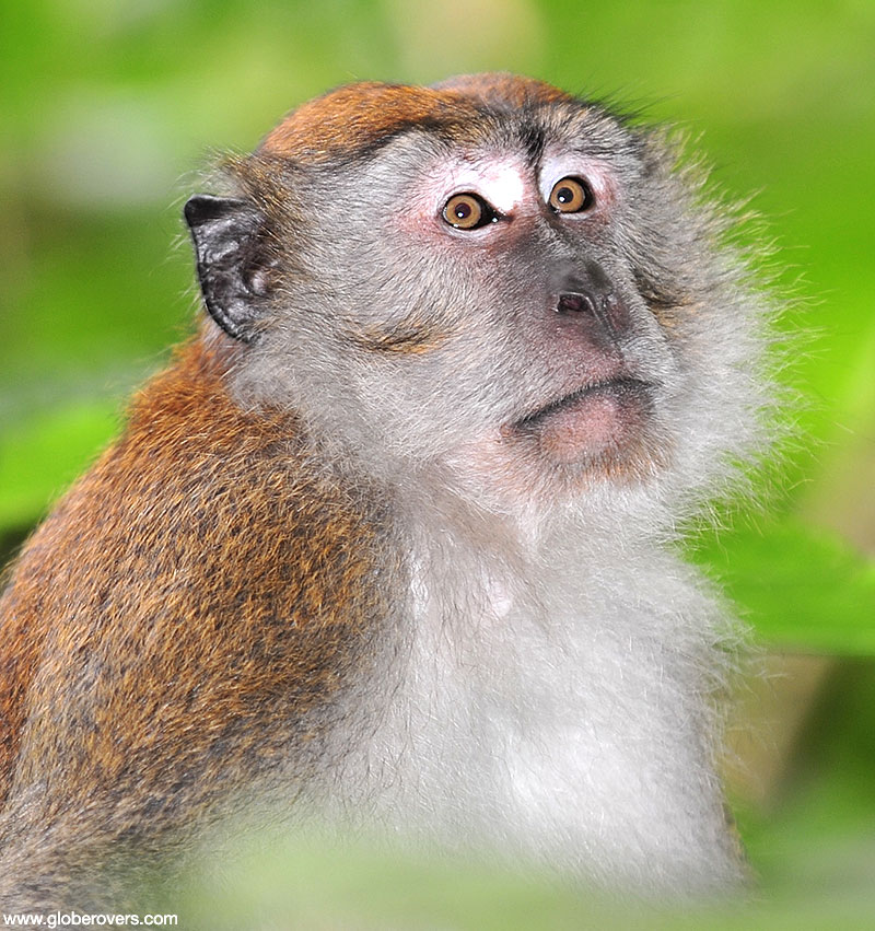 Long tailed macaque, Gunung Leuser Park, Sumatra, Indonesia