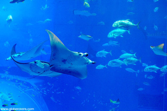 Manta Rays at Okinawa Churaumi Aquarium, Okinawa, JAPAN