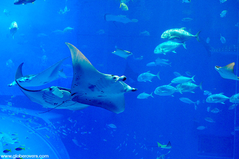 Manta Rays at Okinawa Churaumi Aquarium, Okinawa, JAPAN