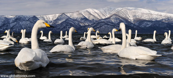 Whooper Swan (Cygnus cygnus), Sunayu, Lake Kussharo, Hokkaido, Japan