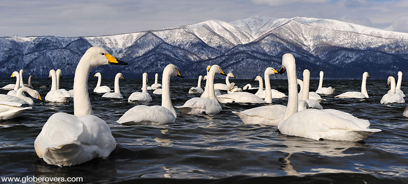 Whooper Swan (Cygnus cygnus), Sunayu, Lake Kussharo, Hokkaido, Japan