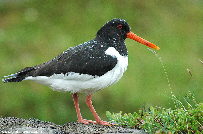 Oyster catcher near the village of Å, Lofoten Islands, Norway