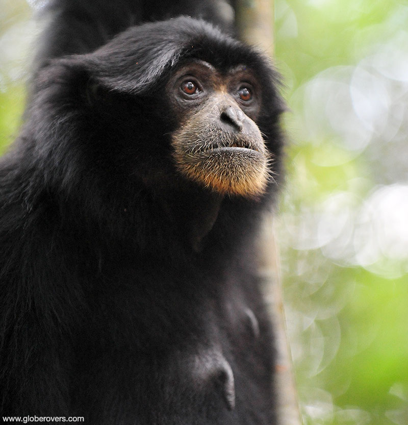 Siamang Gibbon, Gunung Leuser Park, Sumatra, Indonesia
