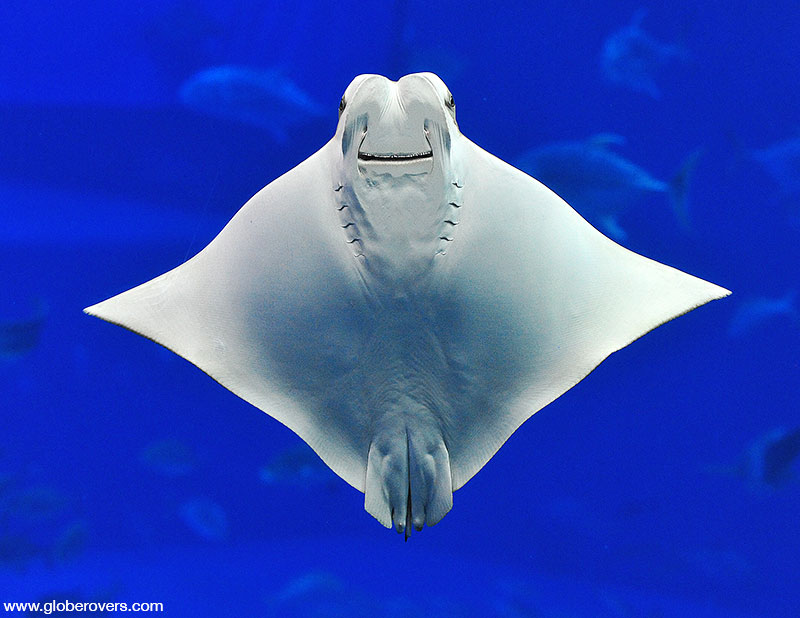 Stingray at Okinawa Churaumi Aquarium, Okinawa, JAPAN