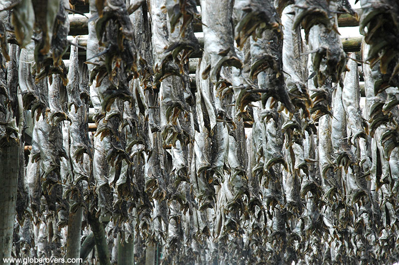 Stockfish, Reine, Lofoten Islands, Norway