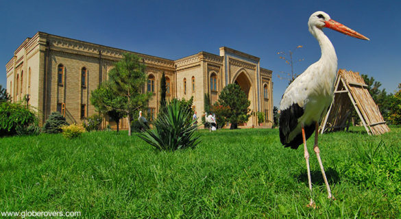 Stork at the Khast Imam complex, Tashkent, Uzbekistan