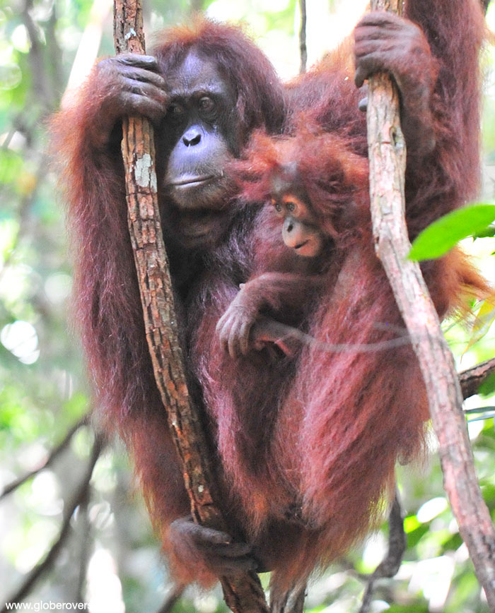Sumatran orangutan Gunung Leuser Sumatra Indonesia