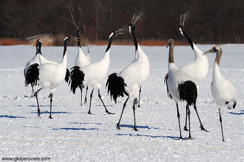 Tancho cranes at Akan International Crane Center, Kushiro, Hokkaido, Japan