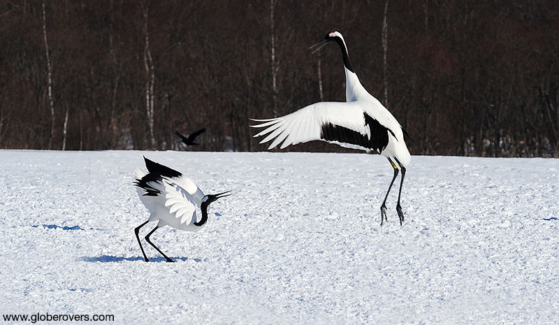 Tancho cranes at Akan International Crane Center, Kushiro, Hokkaido, Japan