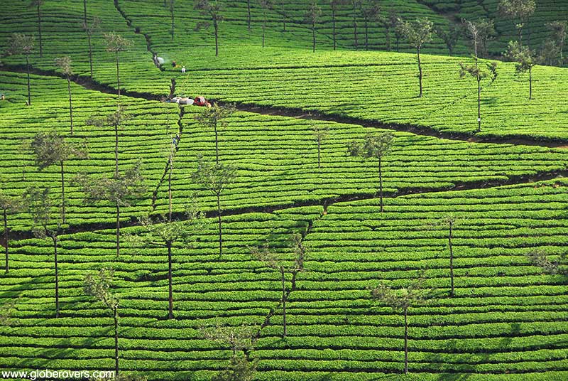Tea plantations around Pambanar, Kerala, INDIA