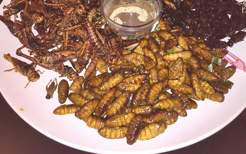 Thai insects food