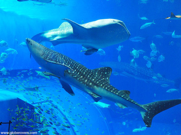 Whale Sharks at Okinawa Churaumi Aquarium, Okinawa, JAPAN