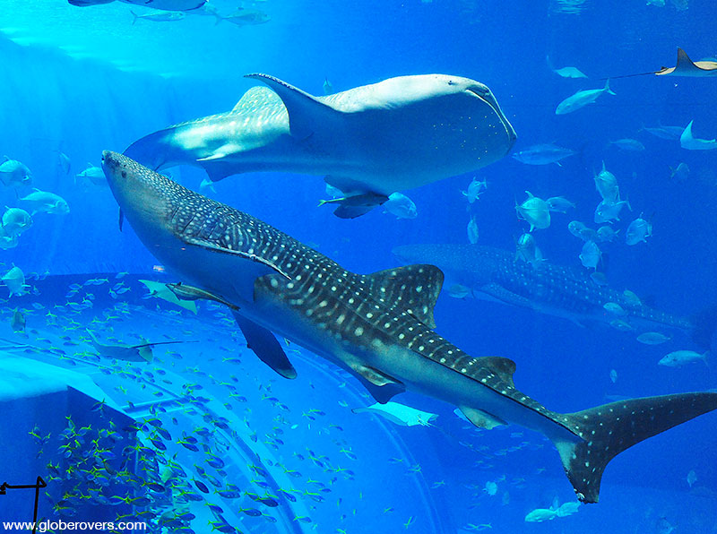 Whale Sharks at Okinawa Churaumi Aquarium, Okinawa, JAPAN
