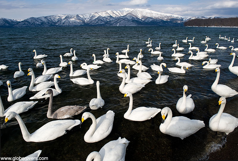 Whooper Swan (Cygnus cygnus), Sunayu, Lake Kussharo, Hokkaido, Japan