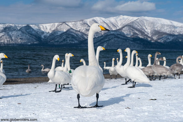Whooper Swan (Cygnus cygnus), Sunayu, Lake Kussharo, Hokkaido, Japan