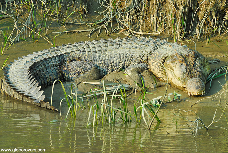 Wildlife of the Sundarbans, Bangladesh