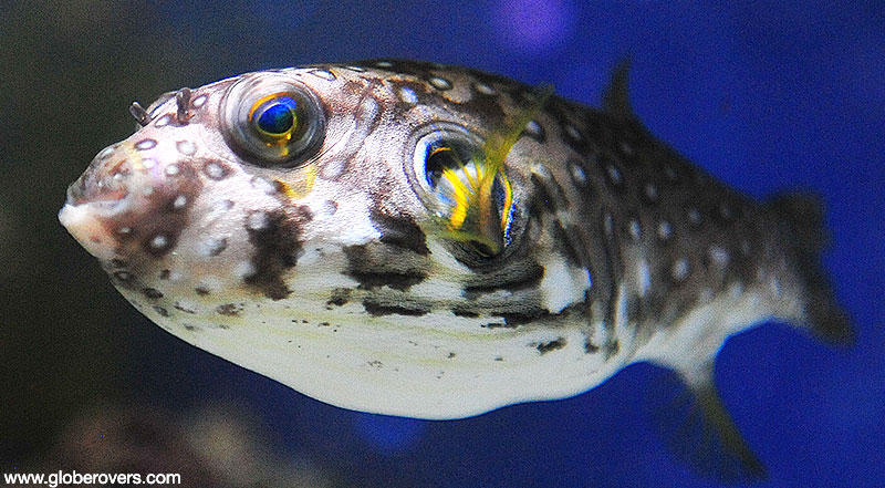 Diving and snorkelling around the islands are fantastic, Okinawa, JAPAN