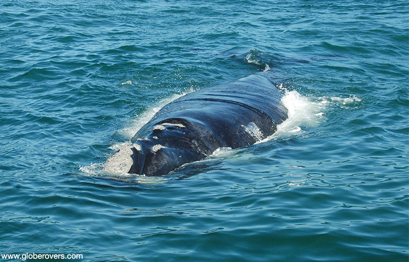 Southern right whale, South Africa