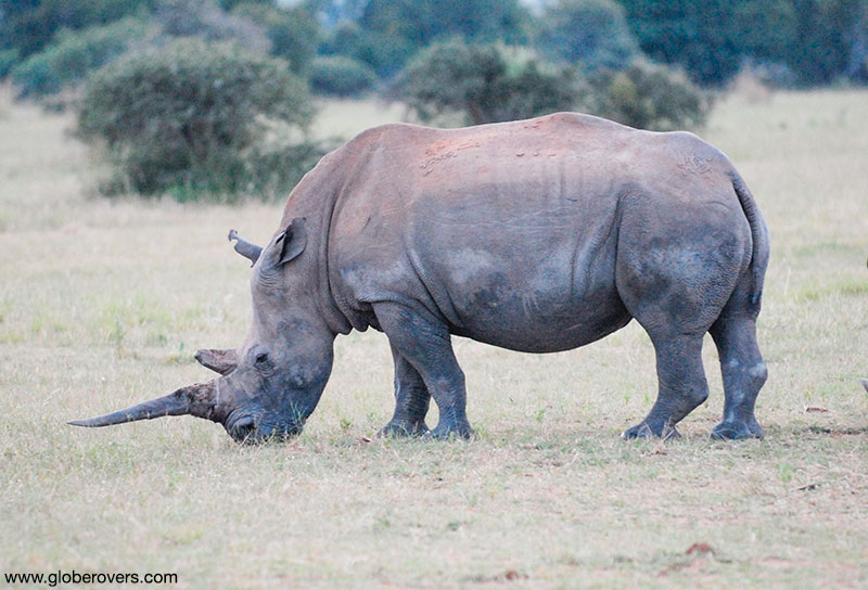 White Rhino, South Africa