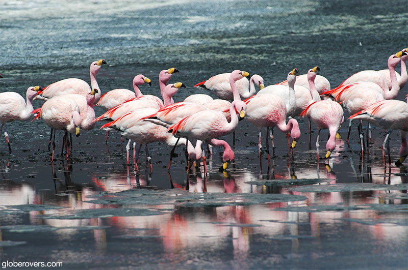 Andean Flamingoes, Laguna Colorado, Southern Bolivia
