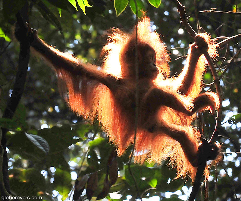Orangutan, Gunung Leuser National Park, Northern Sumatra, Indonesia
