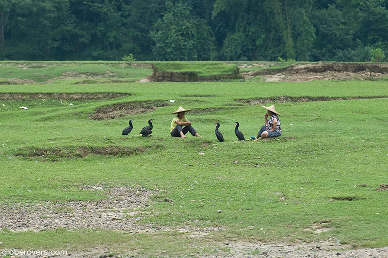 Cormorants along the banks of the Li River between Guilin and Yangshuo, Guangxi, China