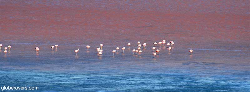 Flamingoes-Laguna-Colorado-Bolivia