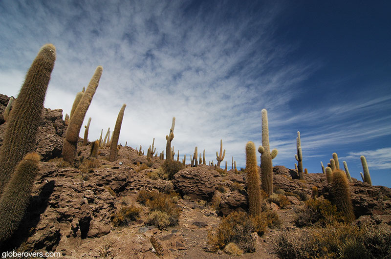 Isla de Pescado (Fish Island), Salar de Uyuni, Bolivia