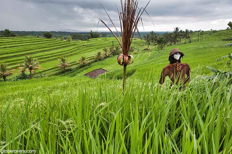 Jatiluwih Rice Terraces, Jatiluwih, Penebel, Tabanan Regency, Bali