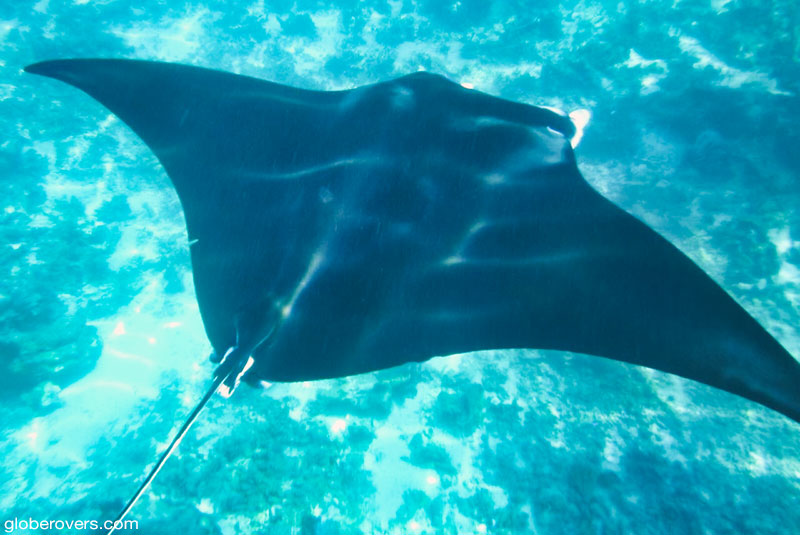 Manta rays near Manta Point, Flores Island, Indonesia