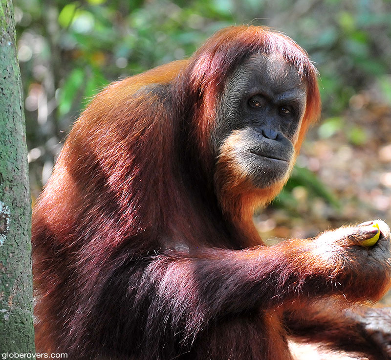 Orangutan, Gunung Leuser National Park, Northern Sumatra, Indonesia