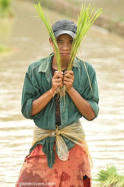 Rice paddy workers, Vang Vieng, Laos