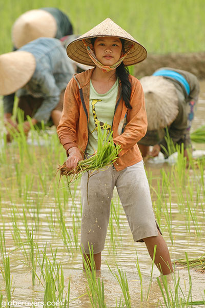 Rice paddy workers, Vang Vieng, Laos