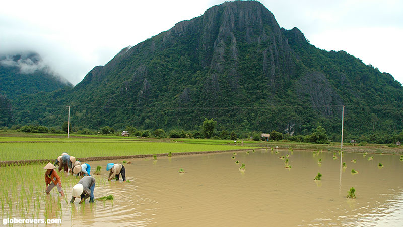 Rice paddy workers, Vang Vieng, Laos