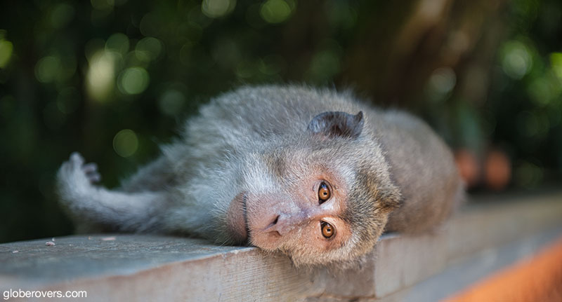 Alas Kedaton (monkey forest), Bali, Indonesia.