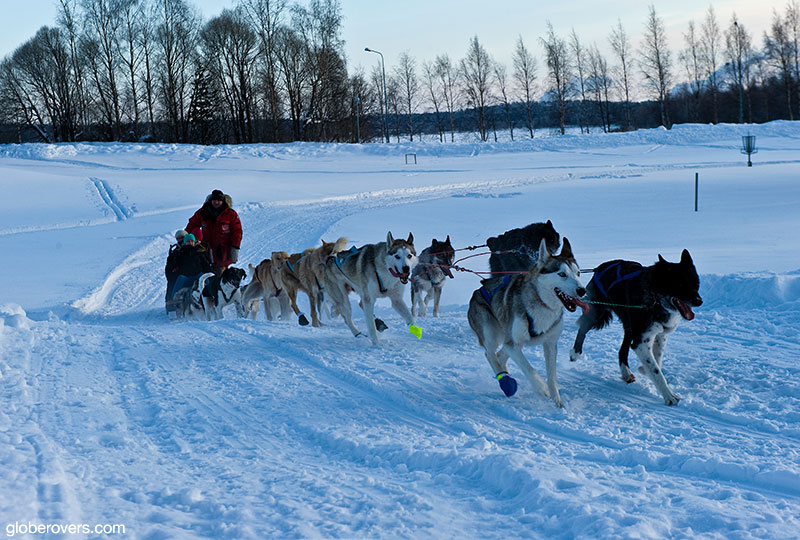 Dog sledding, Lulea, Sweden