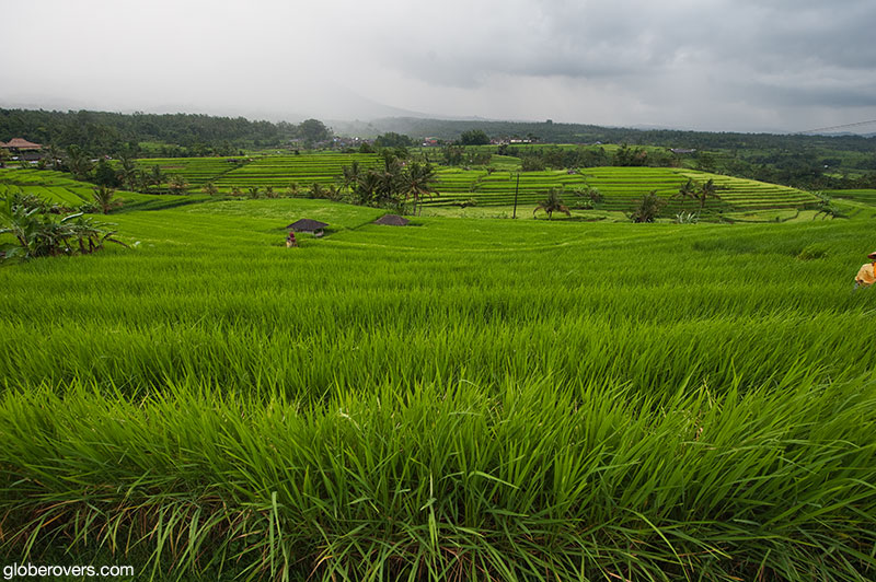 Jatiluwih Rice Terraces, Jatiluwih, Penebel, Tabanan Regency, Bali, Indonesia