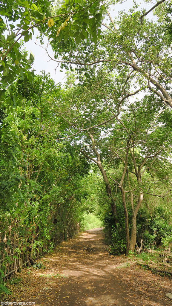 Some jungle left on the Gili Islands, Indonesia