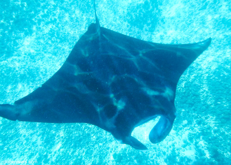 Manta ray near Manta Point, Flores Island, Indonesia