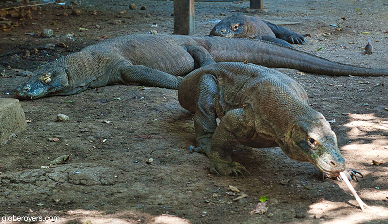 Komodo Dragons on Rinca Island near Flores Island, Indonesia