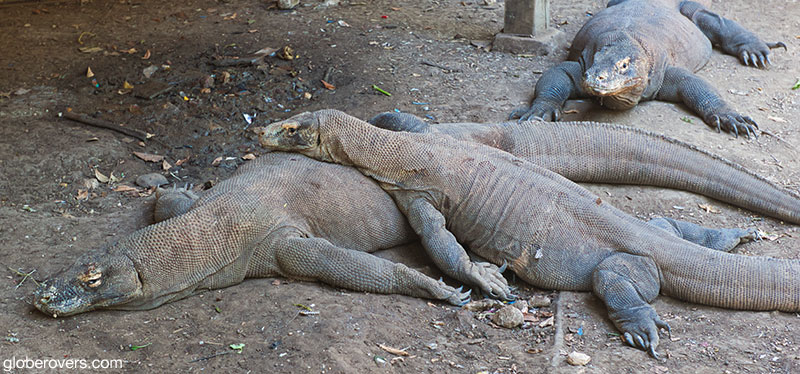 Komodo Dragons on Rinca Island near Flores Island, Indonesia