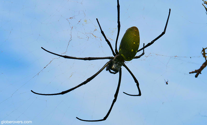 Watch out for the big spiders! 