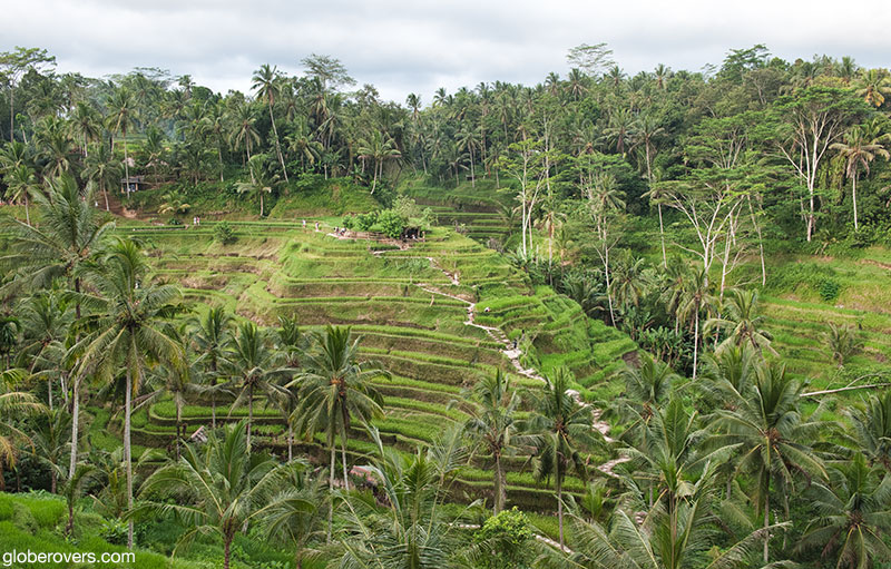 Tegallalang rice terraces, Bali, Indonesia