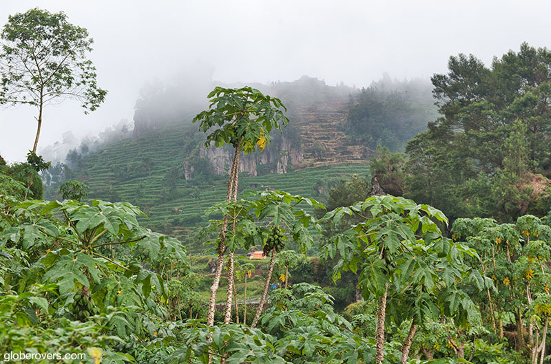 Terraces around Telaga Warna (Colour changing lake), Dieng Plateau, Central Java, Indonesia