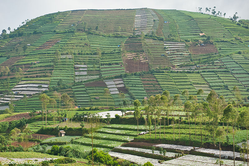 Terraces at Dieng Plateau, Central Java, Indonesia
